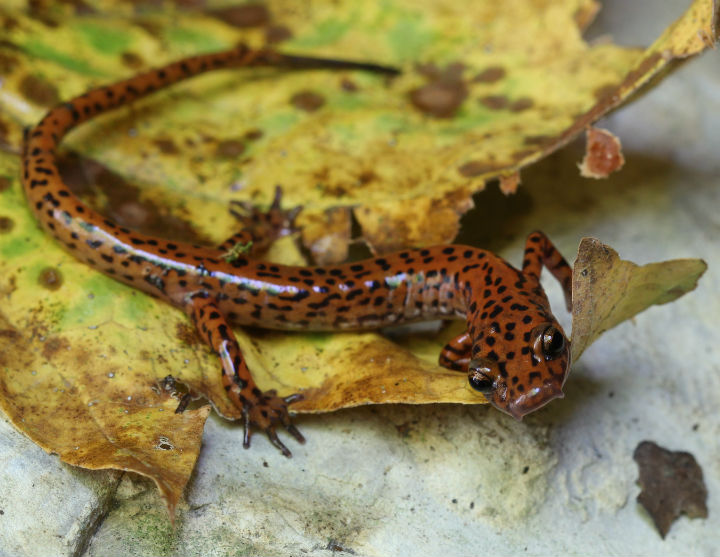 Cave Salamander